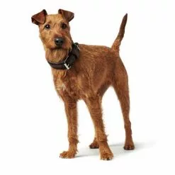 HUNTER Halsband »Aalborg«, Gr. S-M, Dunkelbraun -Günstiges Tierbedarf Geschäft unnamed file 2506