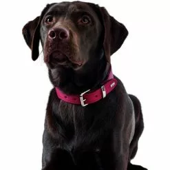 HUNTER Halsband, Gr. L, Rot/schwarz -Günstiges Tierbedarf Geschäft unnamed file 2525