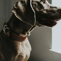 HUNTER Halsband, Gr. M-L, Cognacfarben -Günstiges Tierbedarf Geschäft unnamed file 2531