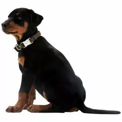 HUNTER Halsung, Gr. L, Grau -Günstiges Tierbedarf Geschäft unnamed file 2611