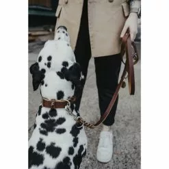 HUNTER Halsband, Gr. S-M, Cognacfarben -Günstiges Tierbedarf Geschäft unnamed file 2627