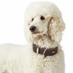 HUNTER Halsband, Gr. S, Dunkelbraun -Günstiges Tierbedarf Geschäft unnamed file 2648