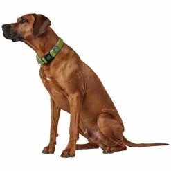 HUNTER Halsung, Gr. L-XL, Limettengrün -Günstiges Tierbedarf Geschäft unnamed file 2713