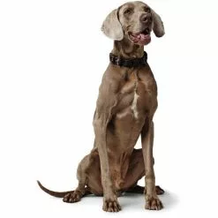 HUNTER Halsband, Gr. M, Dunkelbraun -Günstiges Tierbedarf Geschäft unnamed file 2733