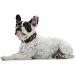 HUNTER Halsband, Gr. M-L, Dunkelbraun/cognacfarben -Günstiges Tierbedarf Geschäft unnamed file 2772