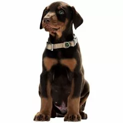 HUNTER Halsung, Gr. XL, Beige -Günstiges Tierbedarf Geschäft unnamed file 2866