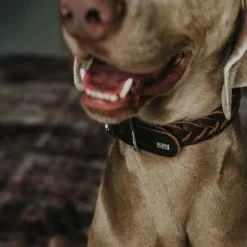 HUNTER Halsband, Gr. S-M, Dunkelbraun -Günstiges Tierbedarf Geschäft unnamed file 2894