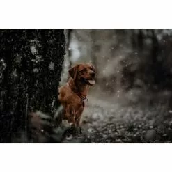 HUNTER Dressurhalsung, Gr. M, Dunkelbraun -Günstiges Tierbedarf Geschäft unnamed file 2943