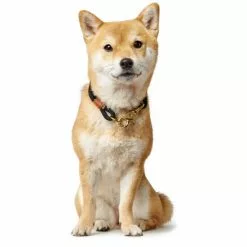 HUNTER Halsung, Gr. S, Schwarz -Günstiges Tierbedarf Geschäft unnamed file 2975