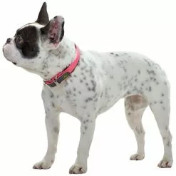 HUNTER Halsband, Gr. S-M, Neonpink -Günstiges Tierbedarf Geschäft unnamed file 2978