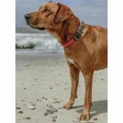 HUNTER Halsband, Gr. L, Türkis -Günstiges Tierbedarf Geschäft unnamed file 3086