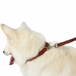 HUNTER Halsband, Gr. S, Cognacfarben -Günstiges Tierbedarf Geschäft unnamed file 3105