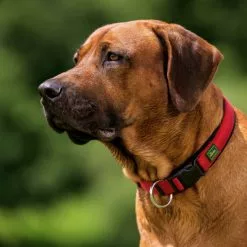 HUNTER Halsung, Gr. S-M, Rot/schwarz -Günstiges Tierbedarf Geschäft unnamed file 3145