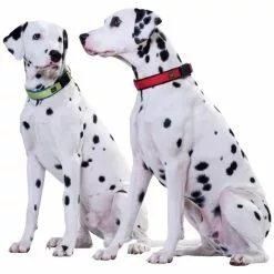 HUNTER Halsung, Gr. S-M, Rot/schwarz -Günstiges Tierbedarf Geschäft unnamed file 3146