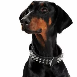 HUNTER Halsband »Rambo«, Gr. L, Schwarz -Günstiges Tierbedarf Geschäft unnamed file 3150