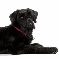 HUNTER Dressurhalsung, Gr. L-XL, Himbeerrot -Günstiges Tierbedarf Geschäft unnamed file 3203