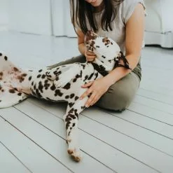 HUNTER Halsband, Gr. S, Dunkelbraun -Günstiges Tierbedarf Geschäft unnamed file 3267