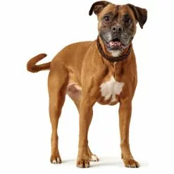 HUNTER Halsband, Gr. S, Dunkelbraun -Günstiges Tierbedarf Geschäft unnamed file 3270