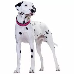 HUNTER Halsung, Gr. M-L, Himbeer-Rot/schwarz -Günstiges Tierbedarf Geschäft unnamed file 3321