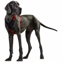 HUNTER Geschirr, M/1, Nylon/neopren, Rot/schwarz -Günstiges Tierbedarf Geschäft unnamed file 3358