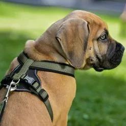 HUNTER Geschirr, M/2, Nylon/neopren, Olivgruen/schwarz 9 HUNTER Geschirr, M/2, Nylon/neopren, Olivgruen/schwarz -Günstiges Tierbedarf Geschäft unnamed file 3398