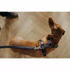 HUNTER Geschirr »Aalborg«, M-L, Rindsleder/nylon, Cognacfarben/grau 9 HUNTER Geschirr »Aalborg«, M-L, Rindsleder/nylon, Cognacfarben/grau -Günstiges Tierbedarf Geschäft unnamed file 3433