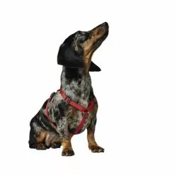 HUNTER Geschirr »London«, M, Polyester, Rot 8 HUNTER Geschirr »London«, M, Polyester, Rot -Günstiges Tierbedarf Geschäft unnamed file 3468