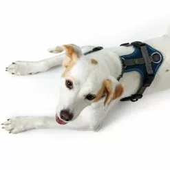 HUNTER Geschirr, M, Nylon/polyester, Petrolfarben/grau 8 HUNTER Geschirr, M, Nylon/polyester, Petrolfarben/grau -Günstiges Tierbedarf Geschäft unnamed file 3525