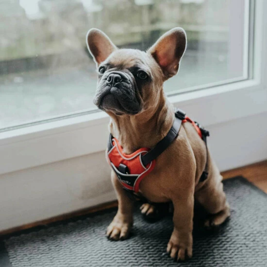 HUNTER Geschirr, XS, Nylon/polyester/neopren, Rot/grau 4 HUNTER Geschirr, XS, Nylon/polyester/neopren, Rot/grau – Bild 2