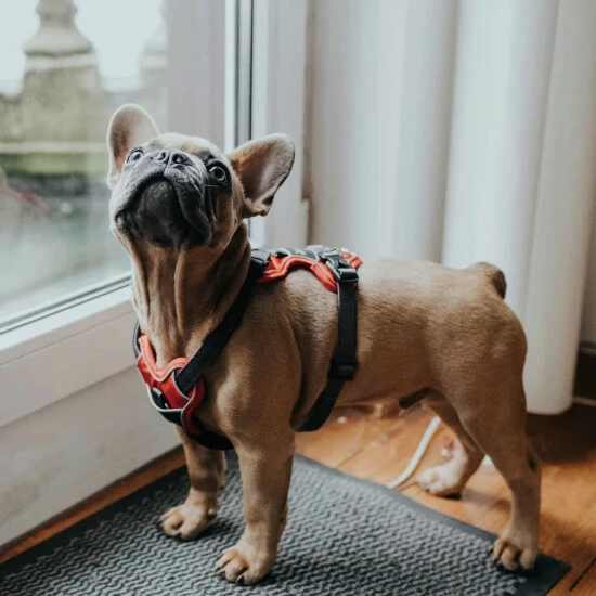 HUNTER Geschirr, XS, Nylon/polyester/neopren, Rot/grau 5 HUNTER Geschirr, XS, Nylon/polyester/neopren, Rot/grau – Bild 3