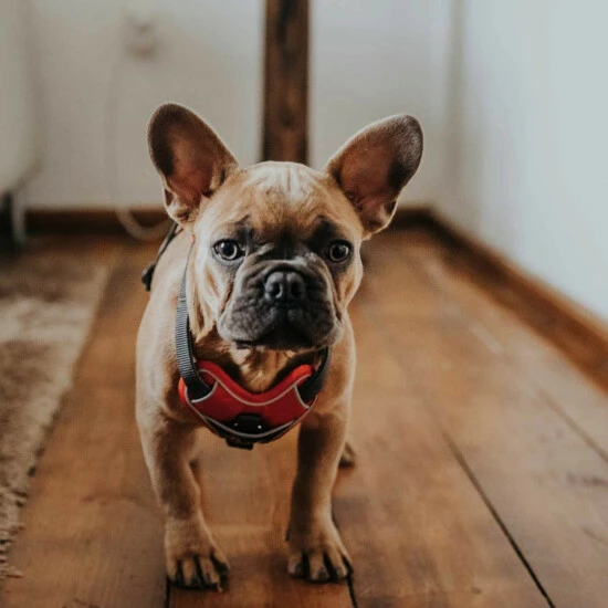 HUNTER Geschirr, S-M, Nylon/polyester/neopren, Rot/grau 6 HUNTER Geschirr, S-M, Nylon/polyester/neopren, Rot/grau – Bild 4