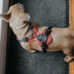 HUNTER Geschirr, L, Nylon/polyester/neopren, Rot/grau 13 HUNTER Geschirr, L, Nylon/polyester/neopren, Rot/grau -Günstiges Tierbedarf Geschäft unnamed file 3614