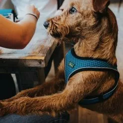 HUNTER Geschirr, XXS, Polyester/mesh, Türkis -Günstiges Tierbedarf Geschäft unnamed file 3723