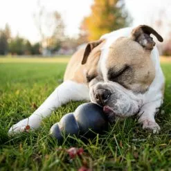 KONG® Hundespielzeug, Mehrfarbig -Günstiges Tierbedarf Geschäft unnamed file 3739