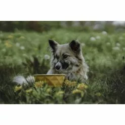 HUNTER Futternapf, Keramik, Gelb -Günstiges Tierbedarf Geschäft unnamed file 3792