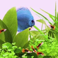 JUWEL AQUARIUM Leuchtmittel »Colour-Lite T8«, 18 W, Rot -Günstiges Tierbedarf Geschäft unnamed file 3889