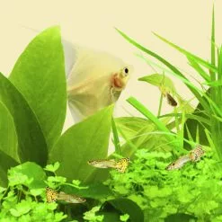 JUWEL AQUARIUM Leuchtmittel »Warm-Lite T8«, 18 W, Warmweiß -Günstiges Tierbedarf Geschäft unnamed file 3904