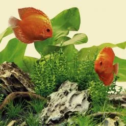 JUWEL AQUARIUM Leuchtmittel »LED Nature«, 23 W, Warmweiß 9 JUWEL AQUARIUM Leuchtmittel »LED Nature«, 23 W, Warmweiß -Günstiges Tierbedarf Geschäft unnamed file 3968