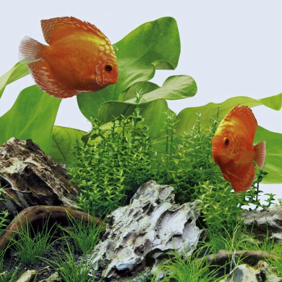 JUWEL AQUARIUM Leuchtmittel »LED DAY«, 12 W, Weiß 6 JUWEL AQUARIUM Leuchtmittel »LED DAY«, 12 W, Weiß – Bild 4