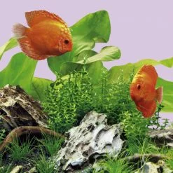 JUWEL AQUARIUM Leuchtmittel »LED Colour«, BxH: 6,4 X 2,3 Cm, 14 W, Rot -Günstiges Tierbedarf Geschäft unnamed file 4001