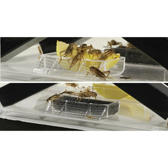 EXO TERRA Behälter »Cricket Pen«, BxHxL: 19,5 X 21 X 30 Cm, Kunststoff 4 EXO TERRA Behälter »Cricket Pen«, BxHxL: 19,5 X 21 X 30 Cm, Kunststoff – Bild 2