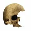 EXO TERRA Dekofigur »Skulls«, EX Primatenschädel 17x13,5x11,5 Cm, Kunststoff, Beige -Günstiges Tierbedarf Geschäft unnamed file 4463