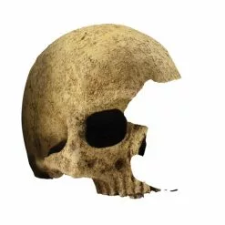 EXO TERRA Dekofigur »Skulls«, EX Primatenschädel 17x13,5x11,5 Cm, Kunststoff, Beige