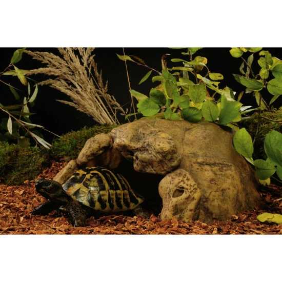 EXO TERRA Dekofigur »Tortoise Cave«, EX Landschildkröten Höhle, Polyresin, Braun 4 EXO TERRA Dekofigur »Tortoise Cave«, EX Landschildkröten Höhle, Polyresin, Braun – Bild 2