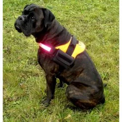 Hunde-Geschirr, Größe: L, Neonorange -Günstiges Tierbedarf Geschäft unnamed file 5241