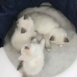 Katzentunnel, Blau -Günstiges Tierbedarf Geschäft unnamed file 5643