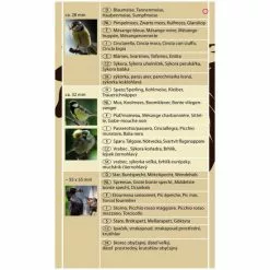 DOBAR Nistkasten, Für Wildvögel, Kiefernholz, Grün -Günstiges Tierbedarf Geschäft unnamed file 5709