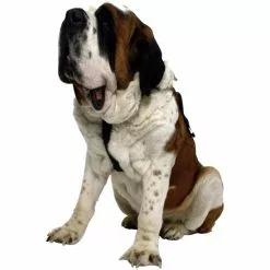 Sicherheitsgurt, Für Hunde, Nylon, Schwarz -Günstiges Tierbedarf Geschäft unnamed file 5751