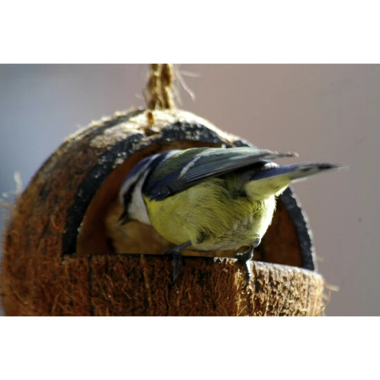 Vogelfutter »Spezialitäten-Mix 23-teilig«, à 2700 G 13 Vogelfutter »Spezialitäten-Mix 23-teilig«, à 2700 G – Bild 11