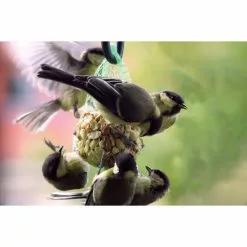 Vogelfutter »Spezialitäten-Mix 23-teilig«, à 2700 G 40 Vogelfutter »Spezialitäten-Mix 23-teilig«, à 2700 G -Günstiges Tierbedarf Geschäft unnamed file 6383